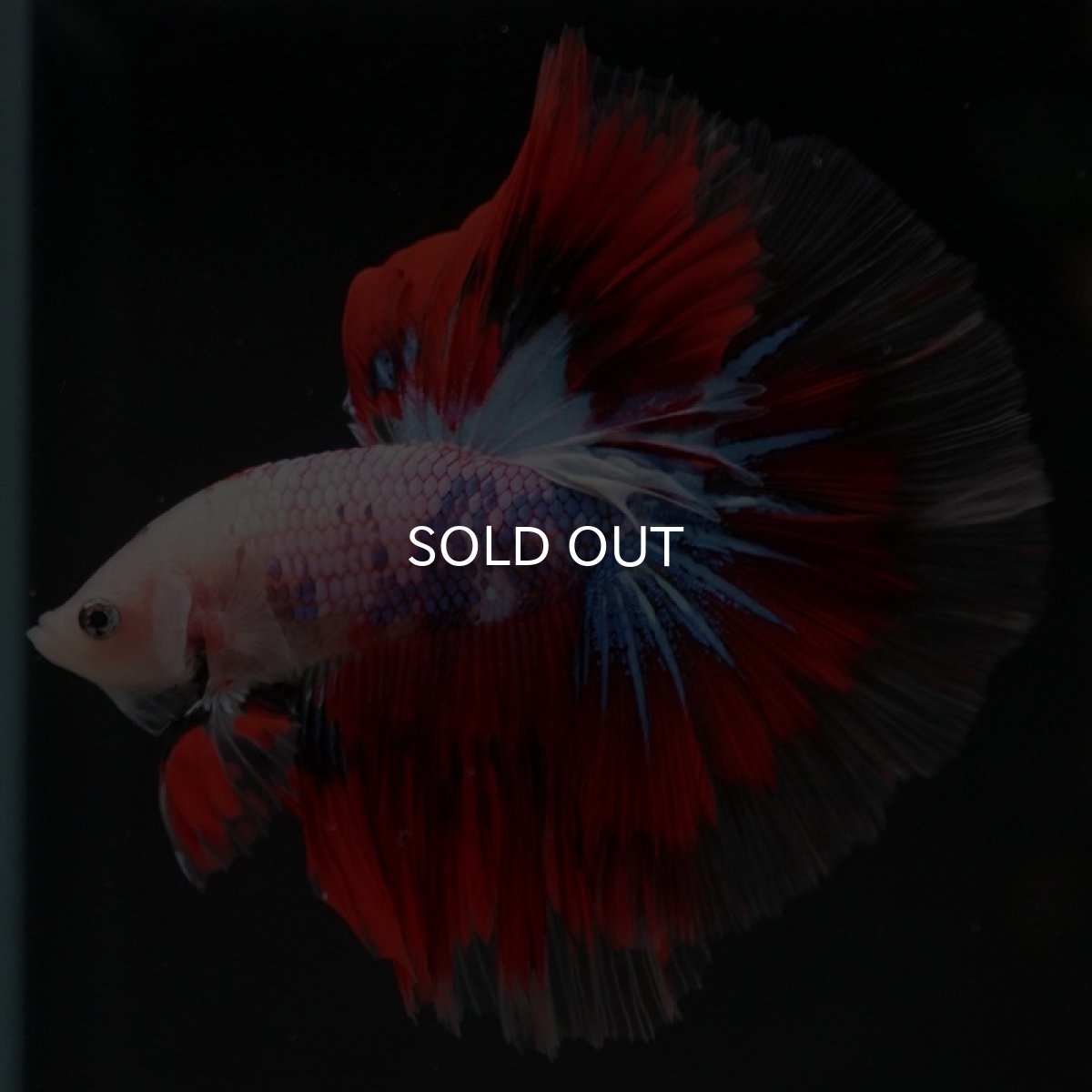 画像8: HM　ファンシー (8)