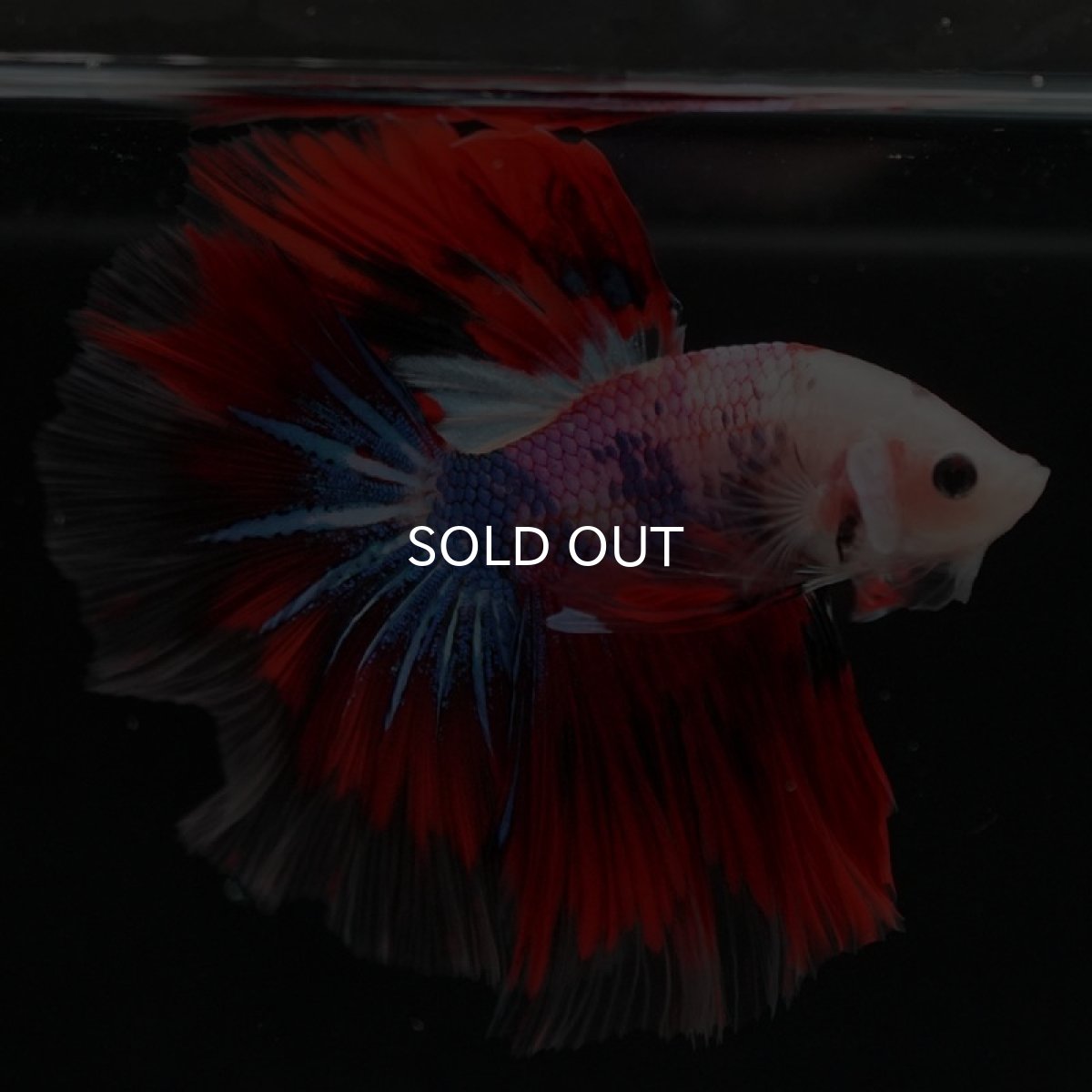 画像7: HM　ファンシー (7)