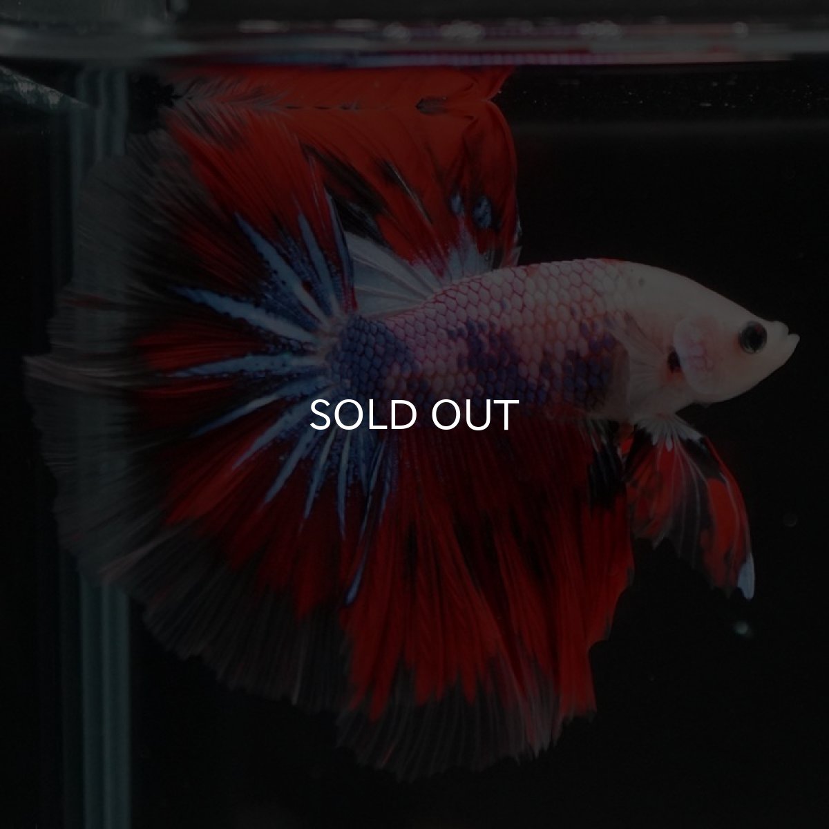 画像6: HM　ファンシー (6)