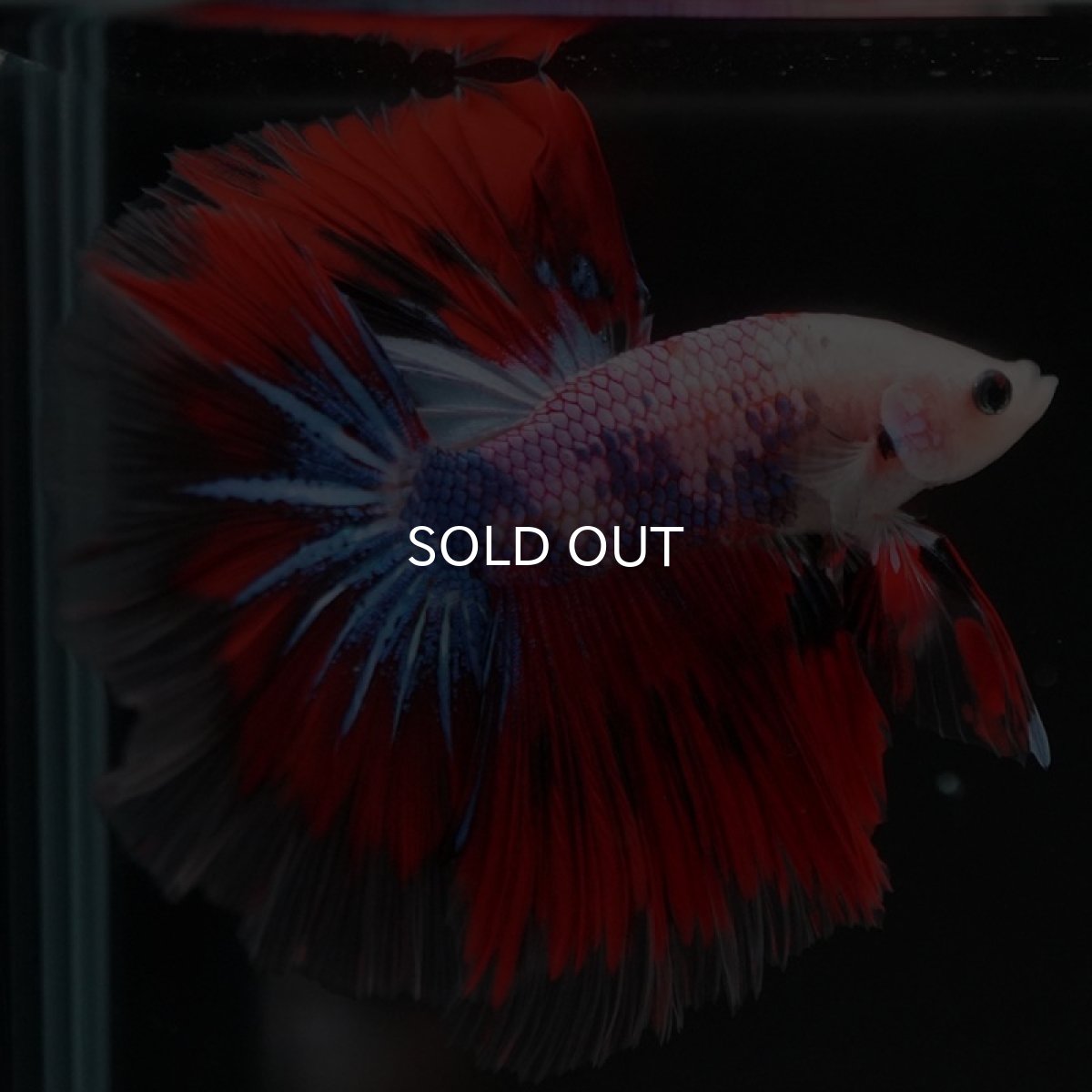 画像5: HM　ファンシー (5)