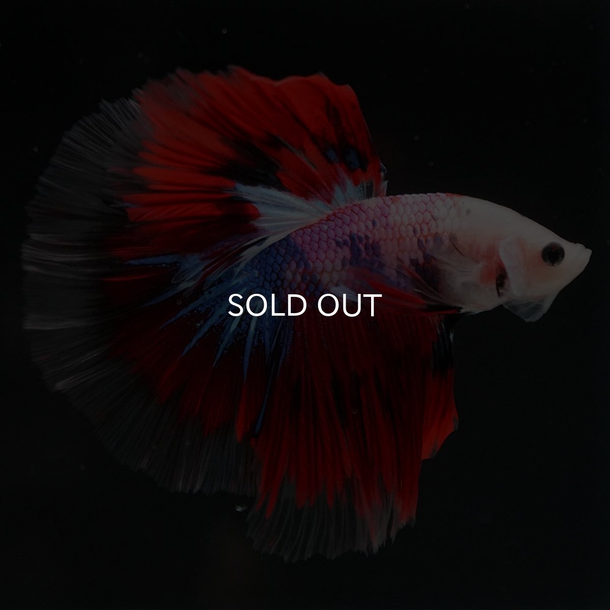 画像4: HM　ファンシー (4)