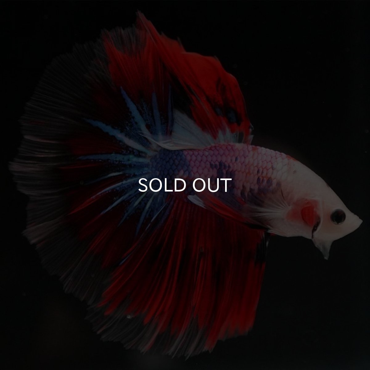 画像3: HM　ファンシー (3)