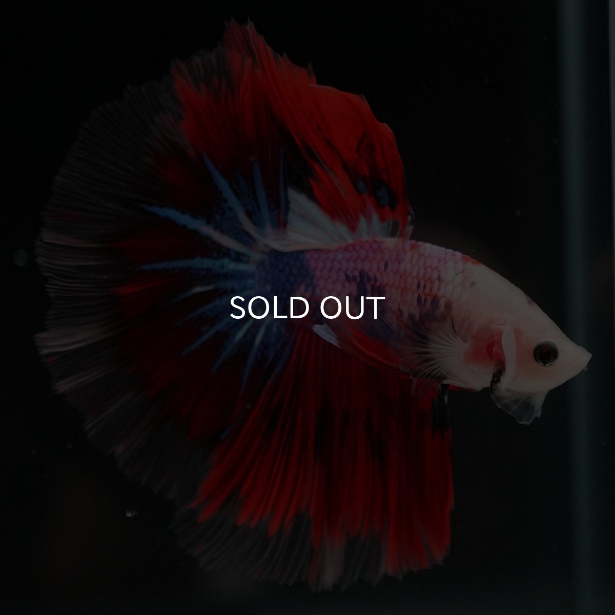 画像2: HM　ファンシー (2)