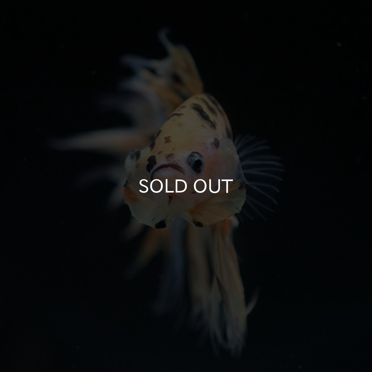 画像3: CT イエロータイガー (3)