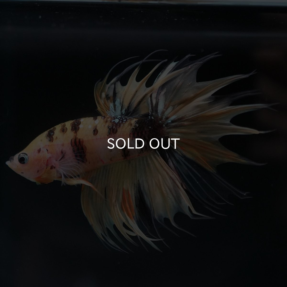 画像6: CT イエロータイガー (6)