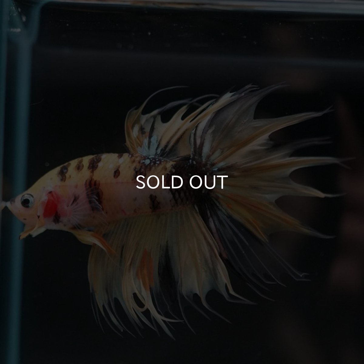 画像4: CT イエロータイガー (4)