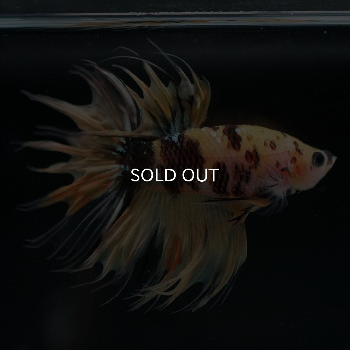 画像5: CT イエロータイガー (5)