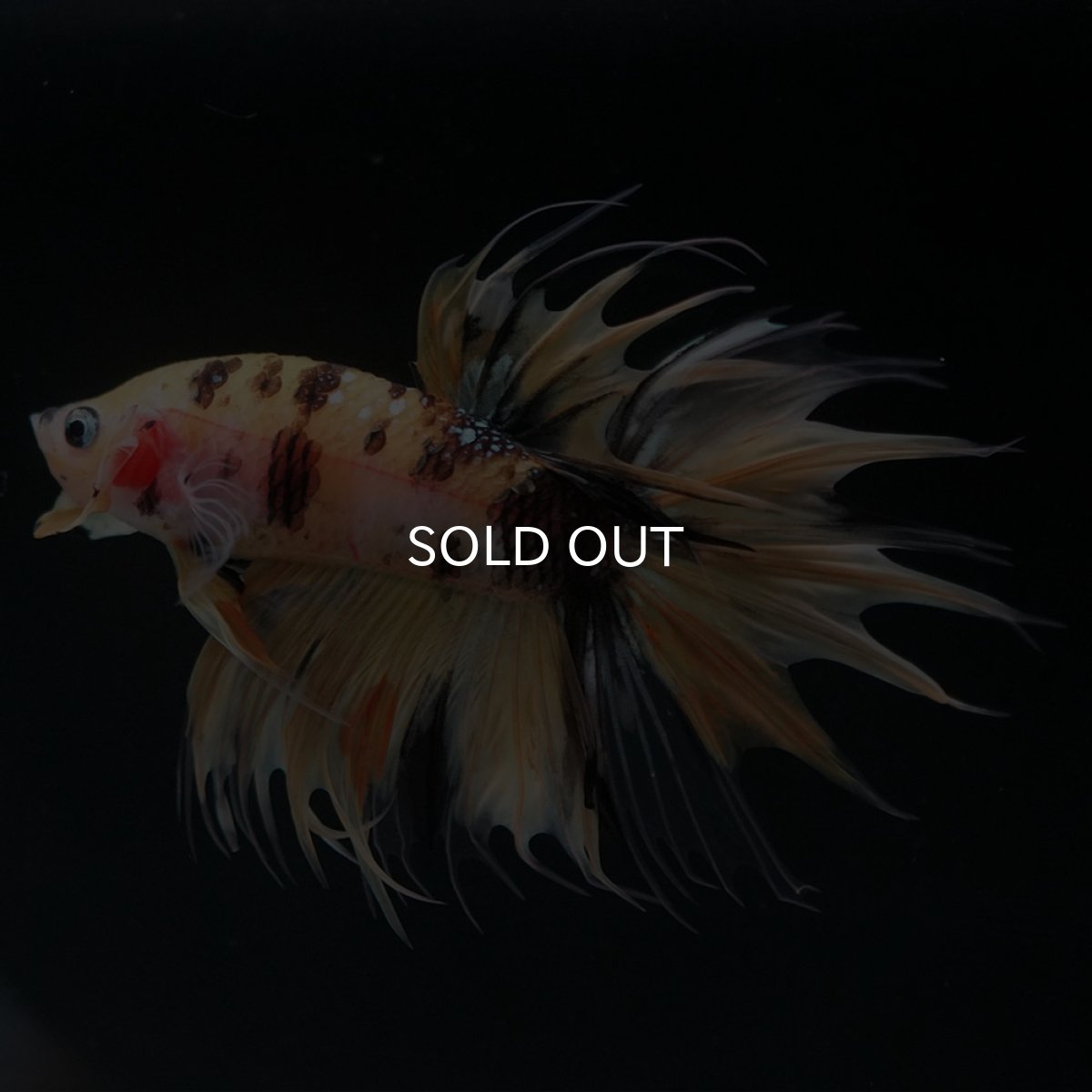 画像2: CT イエロータイガー (2)