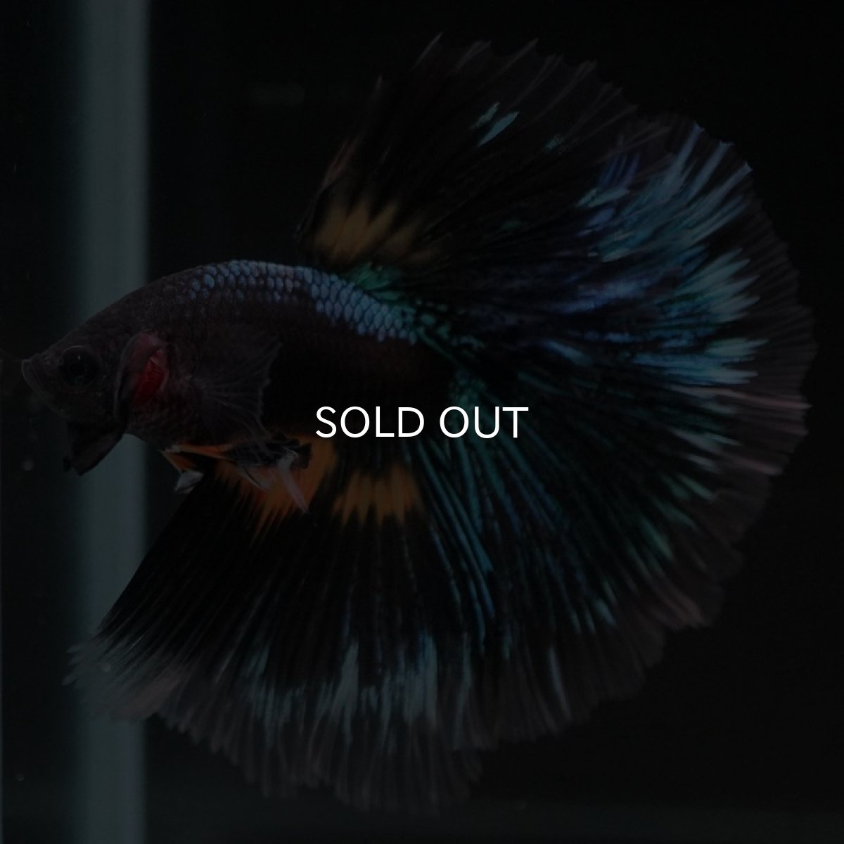 画像7: HM　マスタードガス　変わり柄 (7)