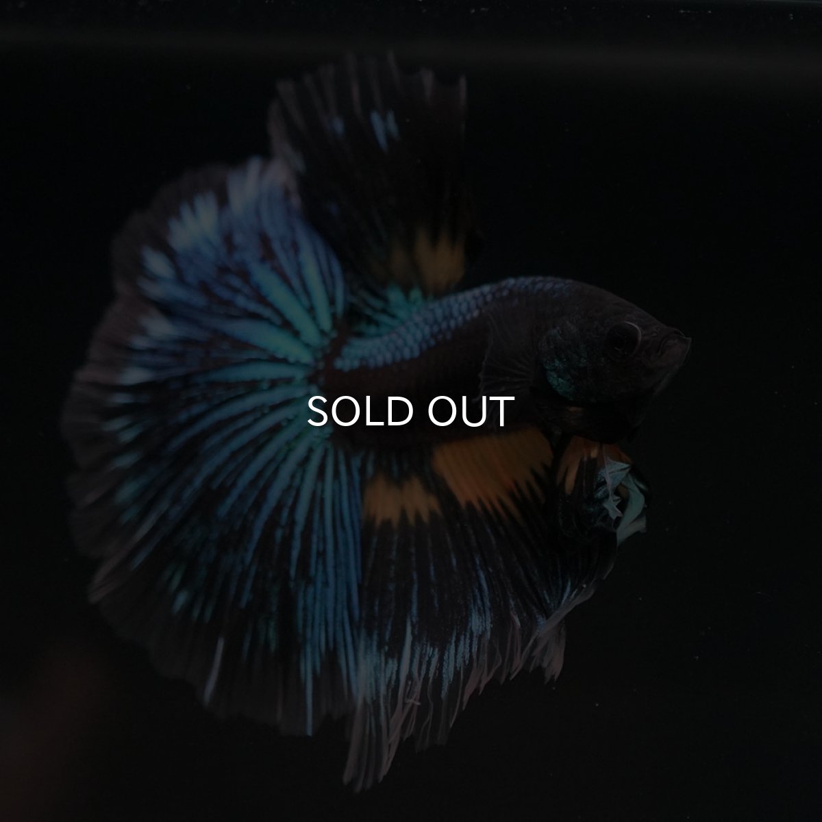 画像2: HM　マスタードガス　変わり柄 (2)