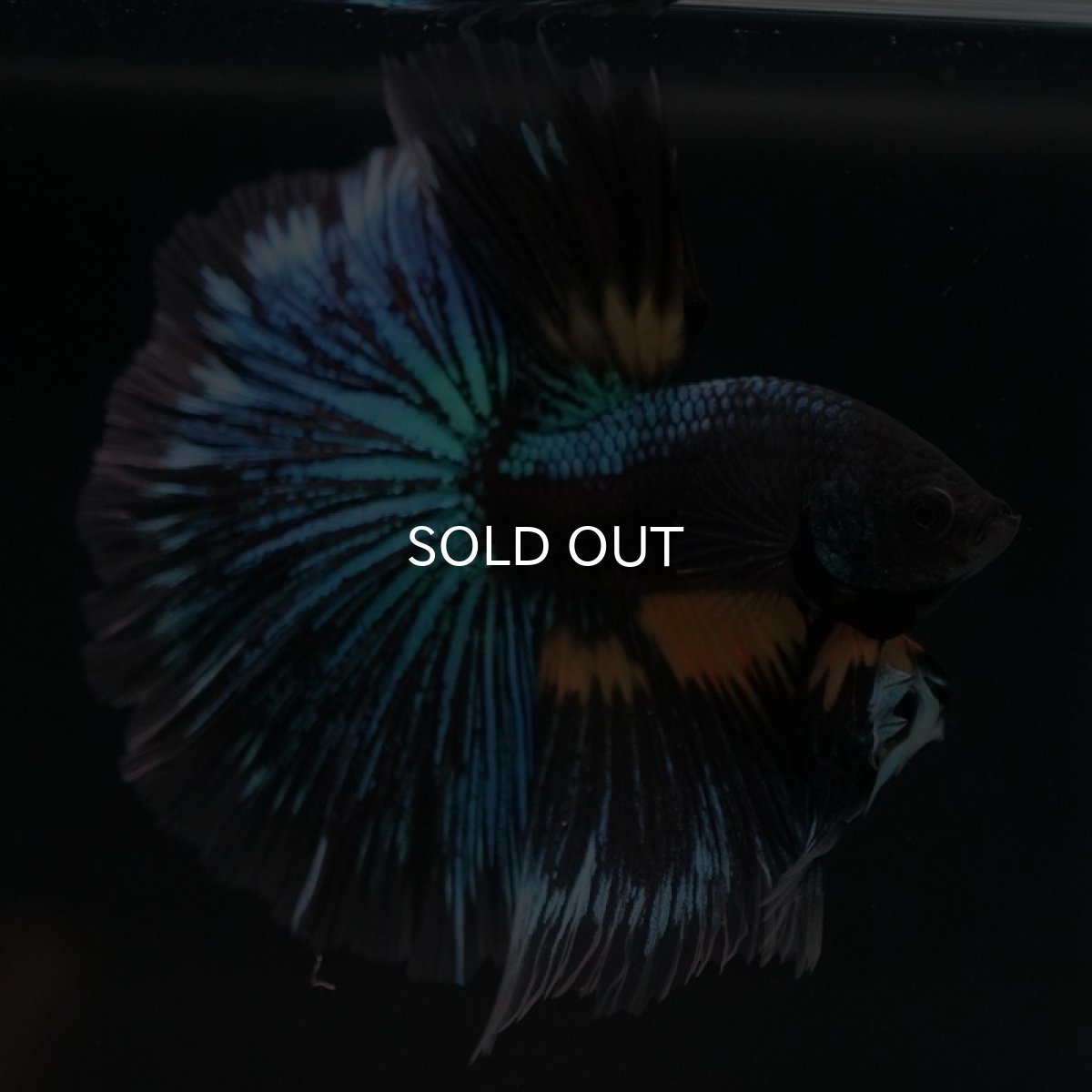 画像8: HM　マスタードガス　変わり柄 (8)