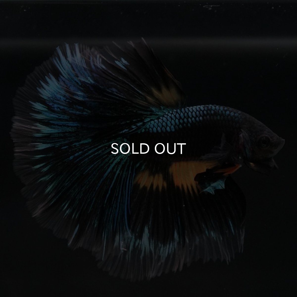 画像6: HM　マスタードガス　変わり柄 (6)