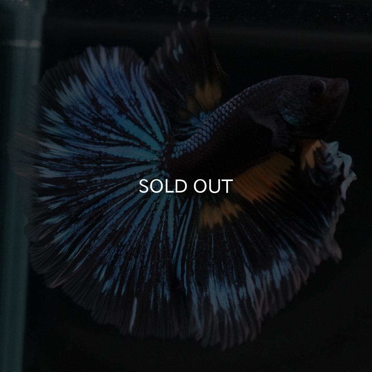 画像5: HM　マスタードガス　変わり柄 (5)