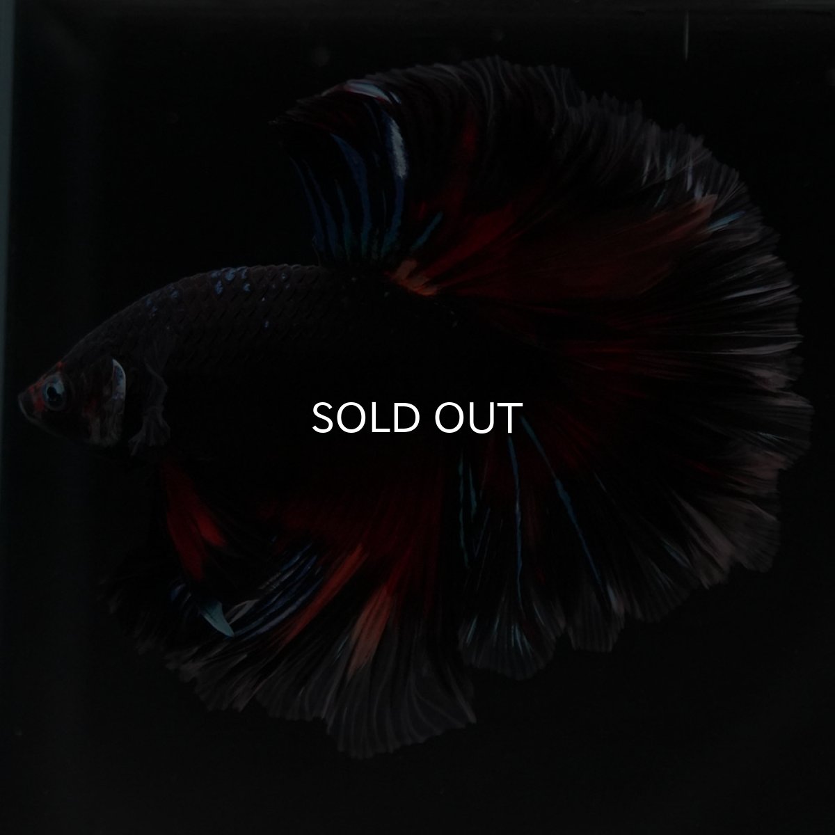 画像6: HM　ブラックキャンディ (6)