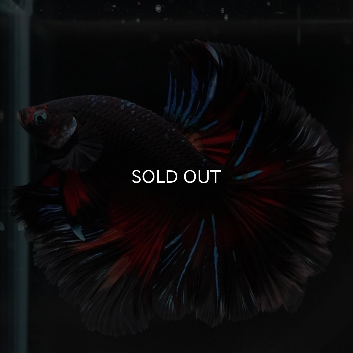 画像4: HM　ブラックキャンディ (4)