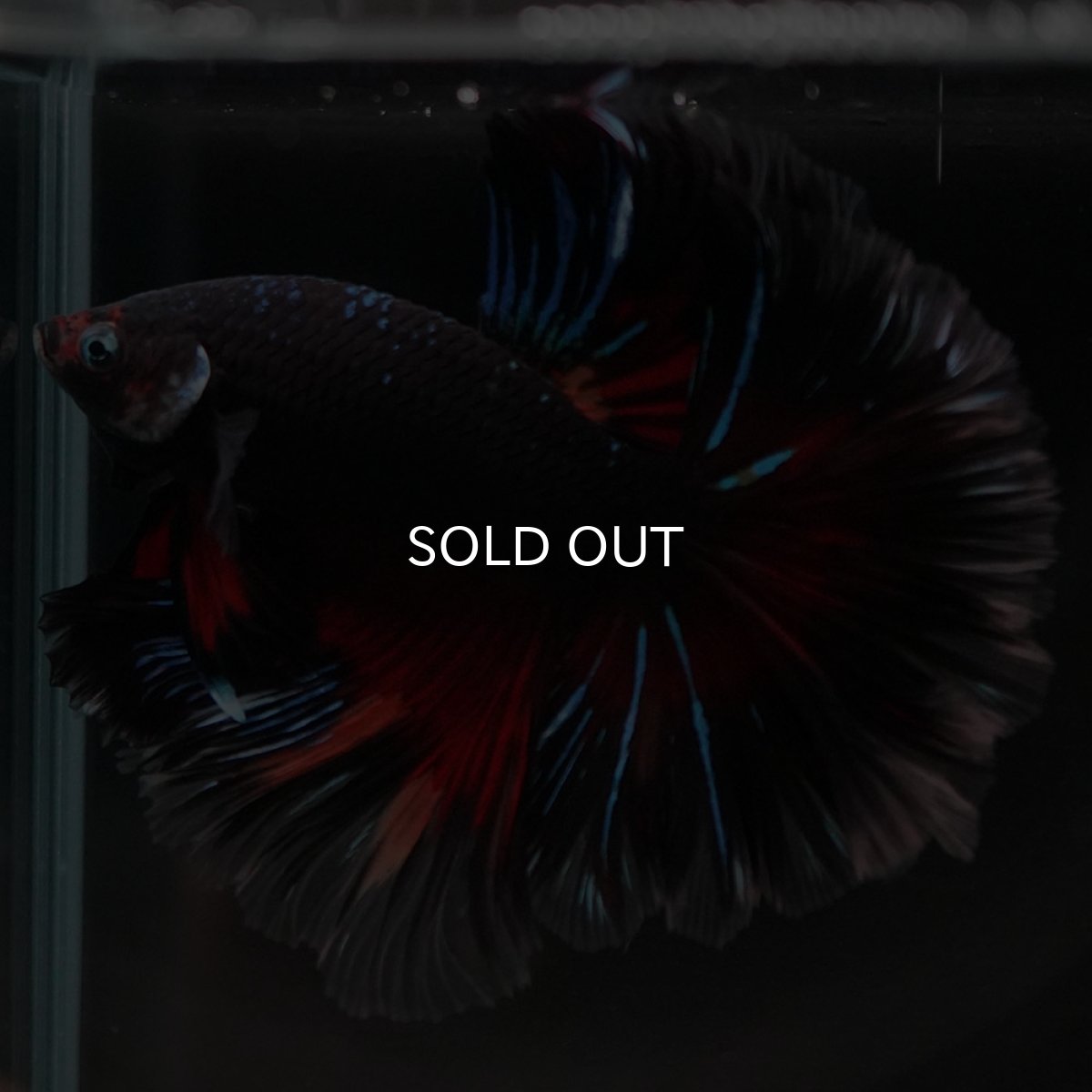 画像2: HM　ブラックキャンディ (2)