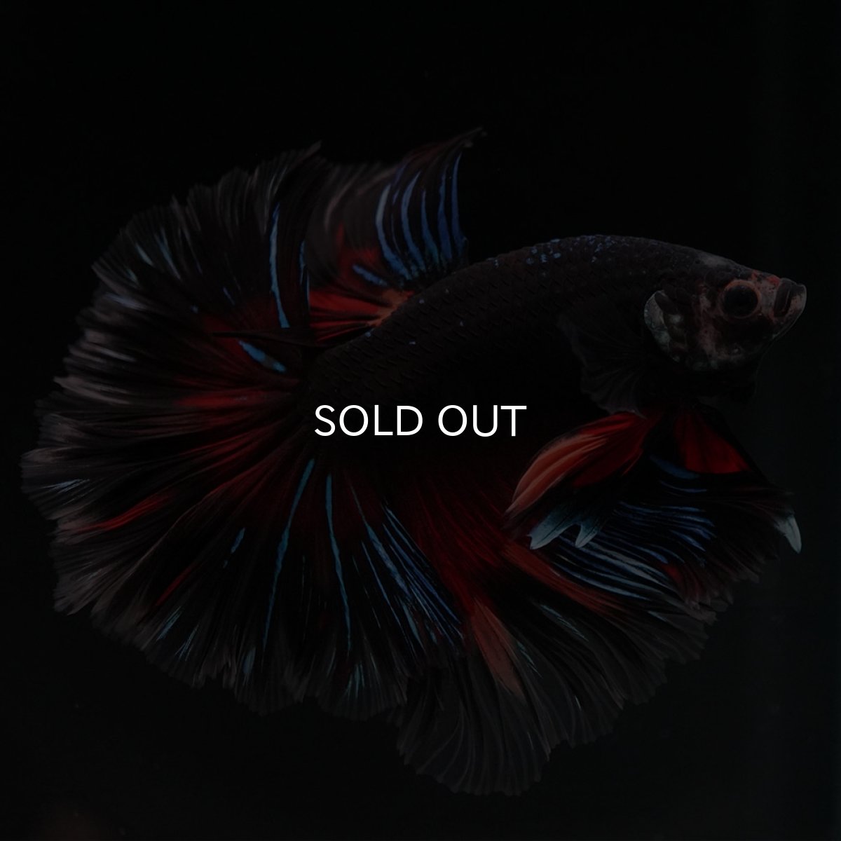 画像7: HM　ブラックキャンディ (7)