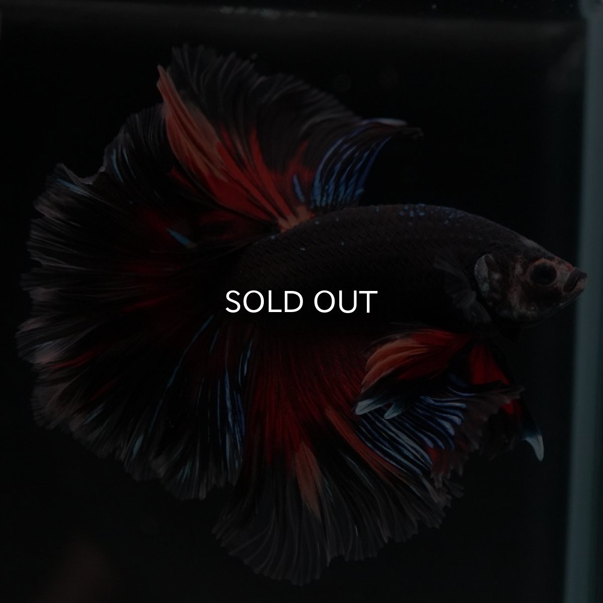 画像5: HM　ブラックキャンディ (5)