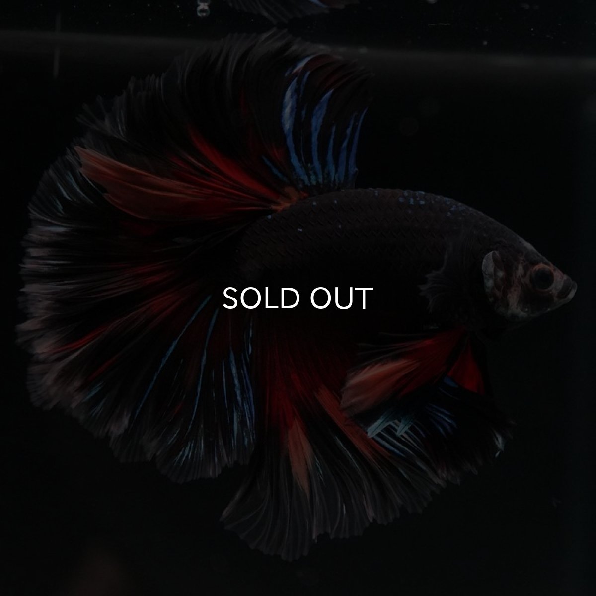 画像3: HM　ブラックキャンディ (3)