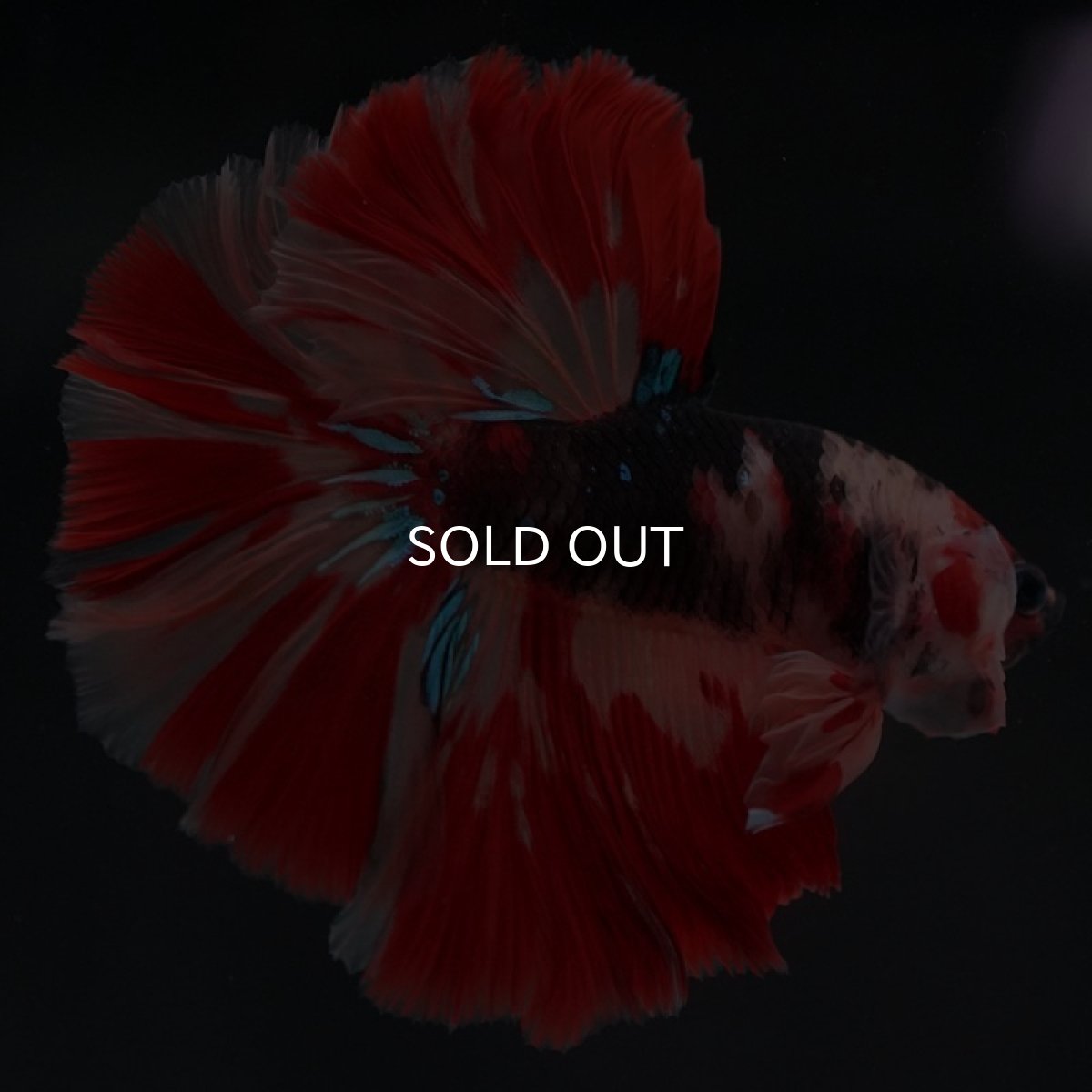 画像7: HM　キャンディ (7)