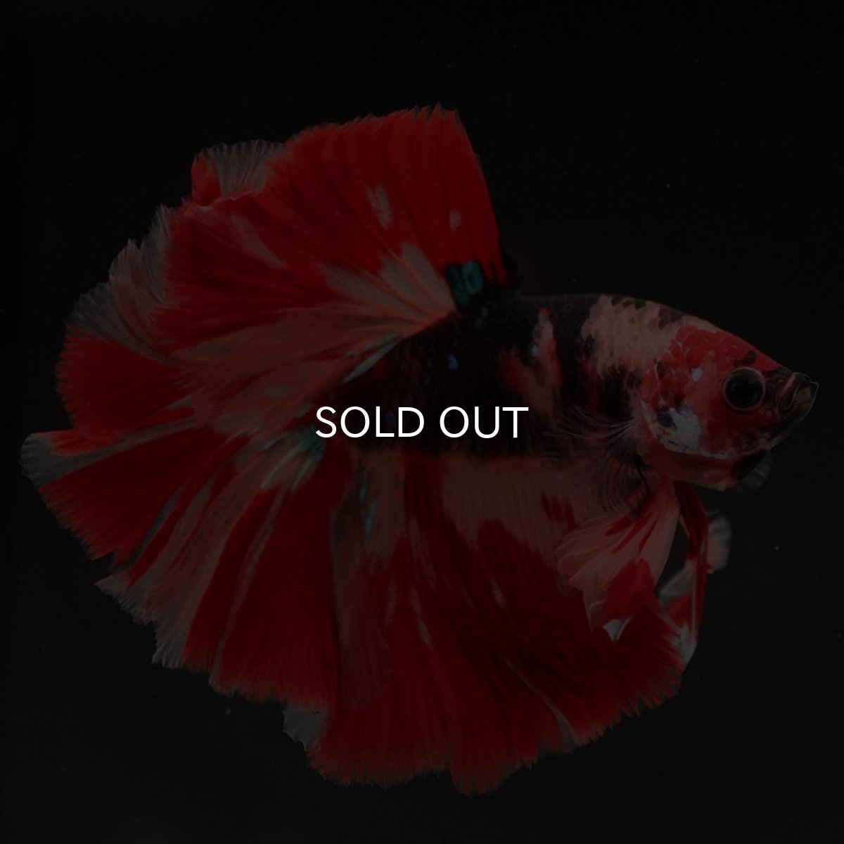 画像5: HM　キャンディ (5)