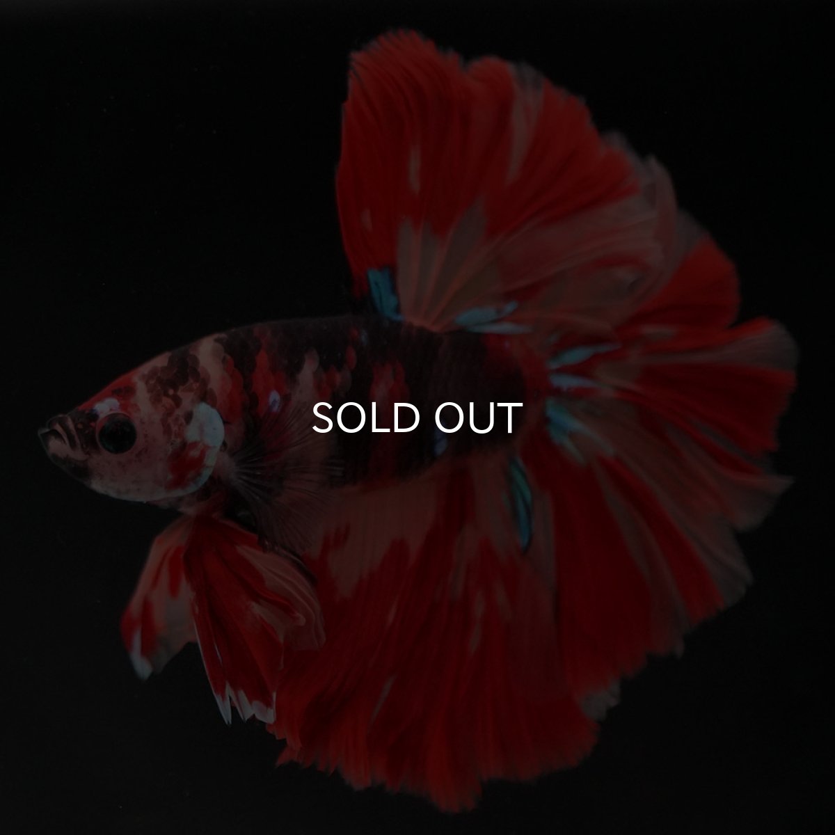 画像6: HM　キャンディ (6)