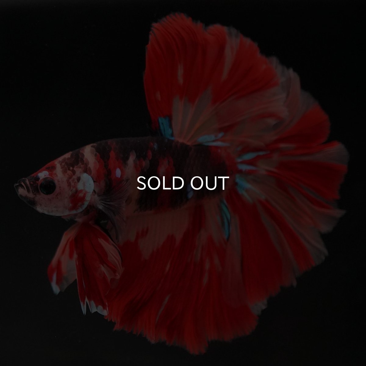 画像2: HM　キャンディ (2)