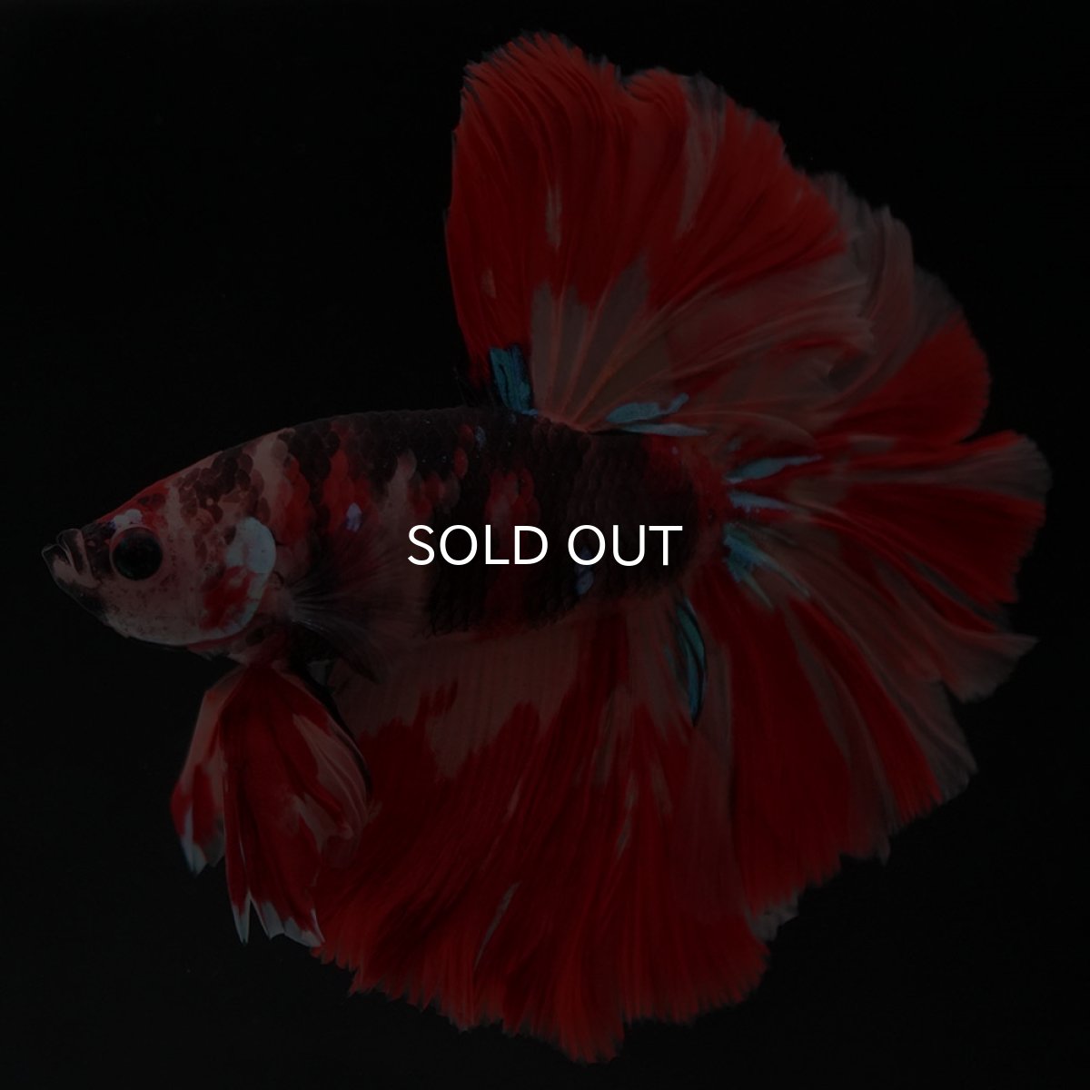 画像4: HM　キャンディ (4)