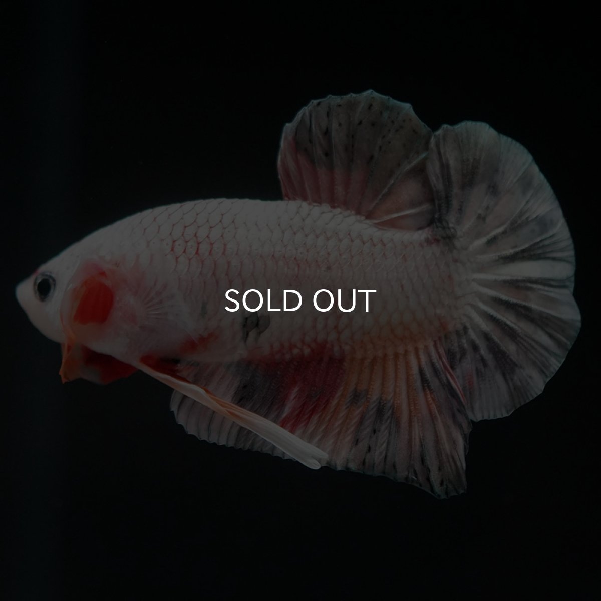 画像5: HMPK　キャンディカッパー (5)