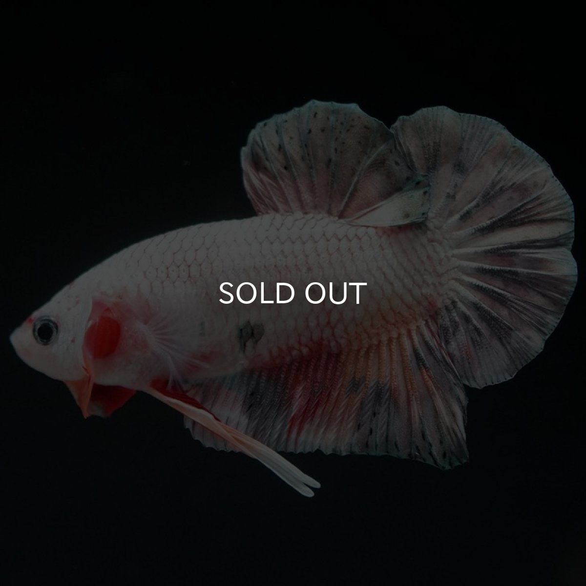 画像3: HMPK　キャンディカッパー (3)