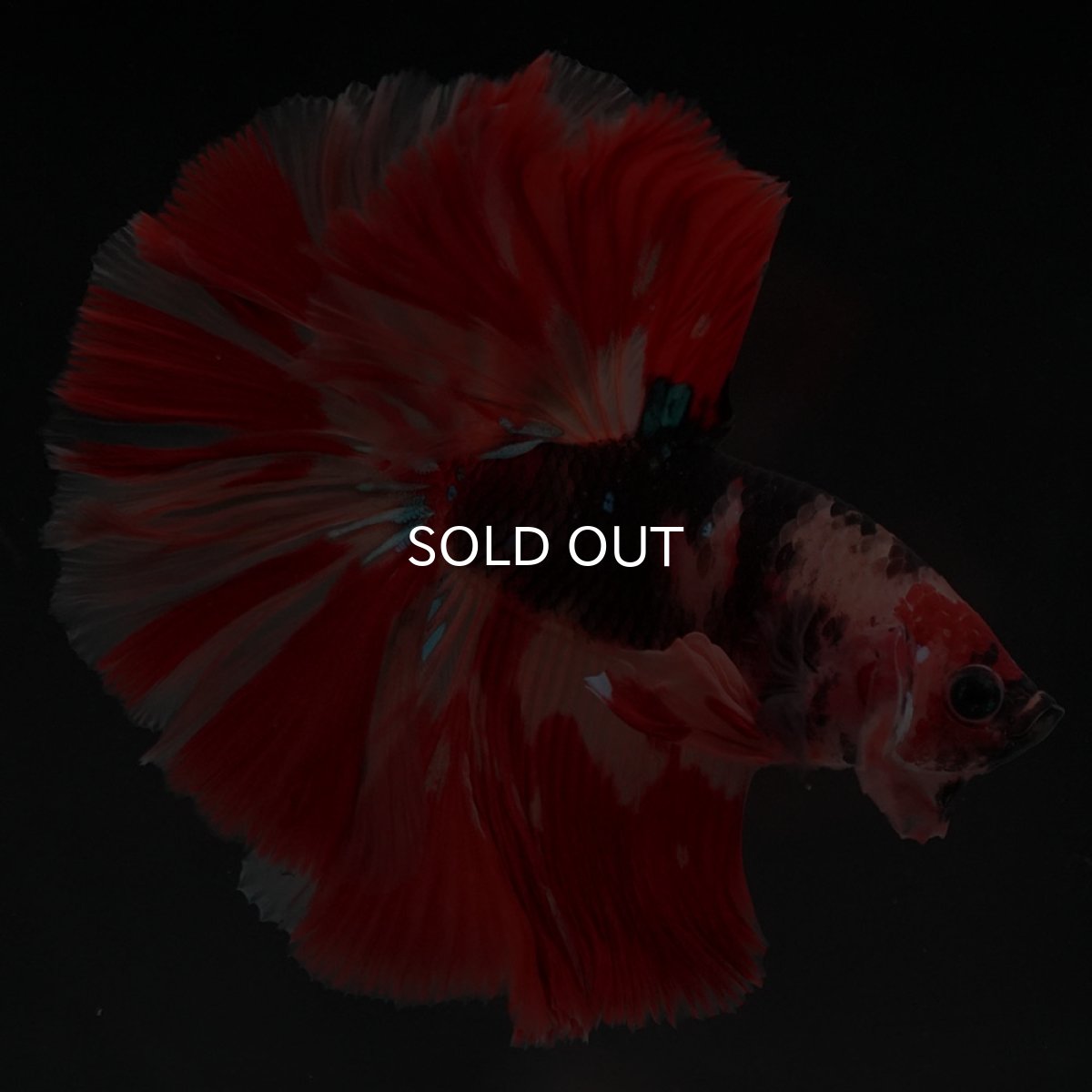 画像3: HM　キャンディ (3)