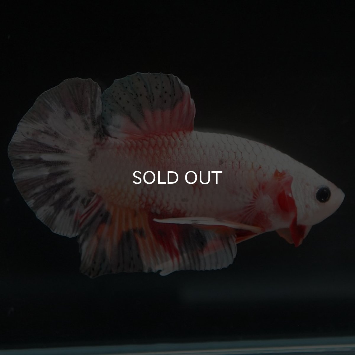 画像6: HMPK　キャンディカッパー (6)