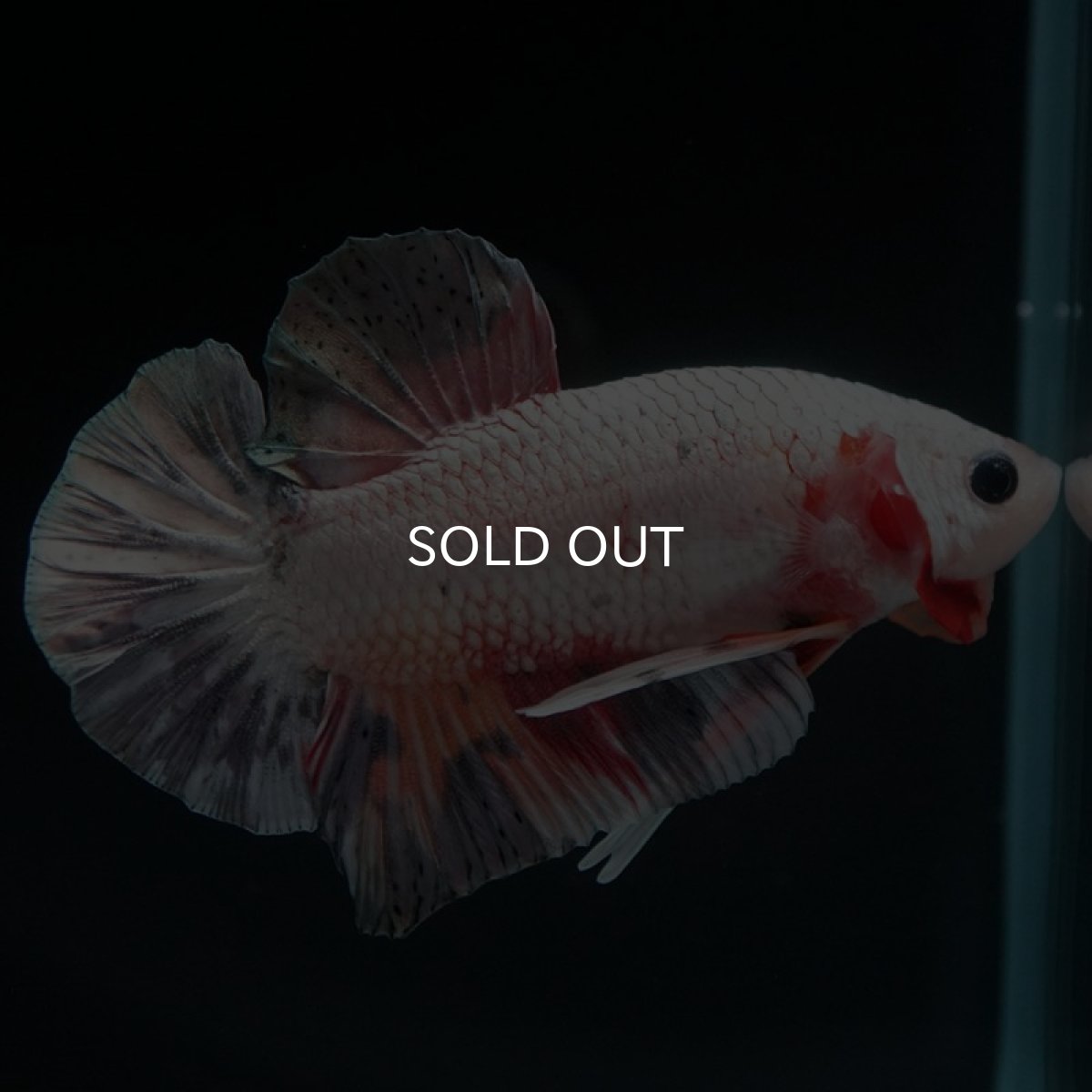 画像4: HMPK　キャンディカッパー (4)