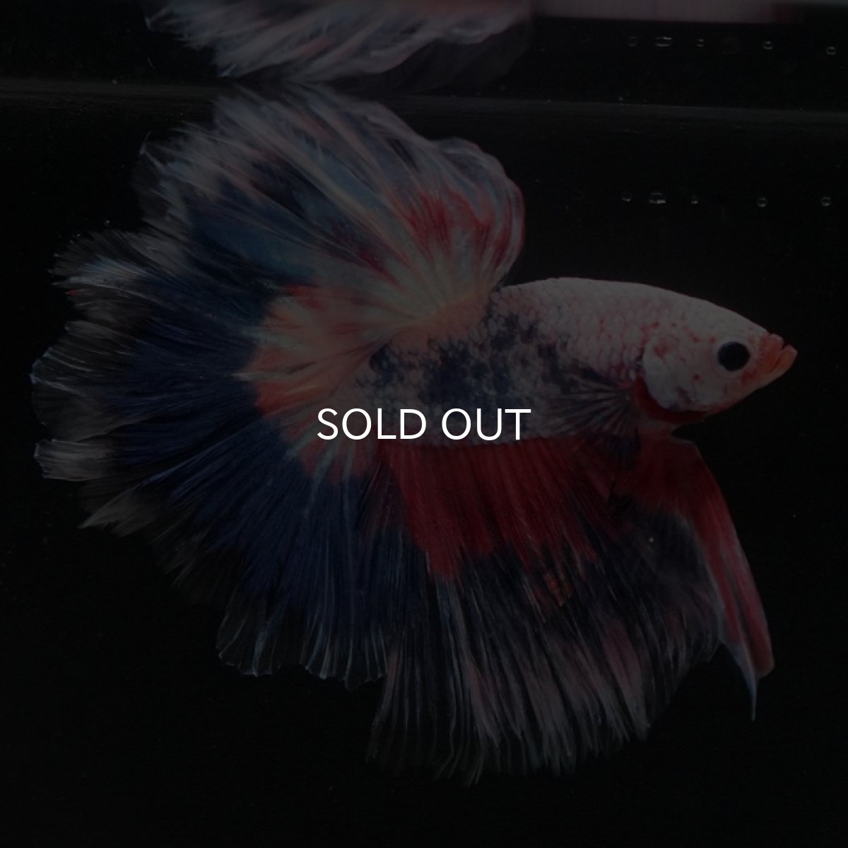 画像7: HM ファンシー フェザーテール (7)