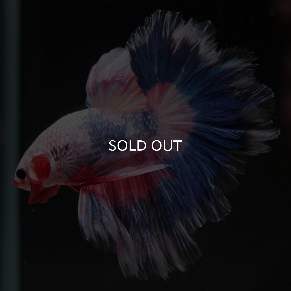 画像6: HM ファンシー フェザーテール (6)