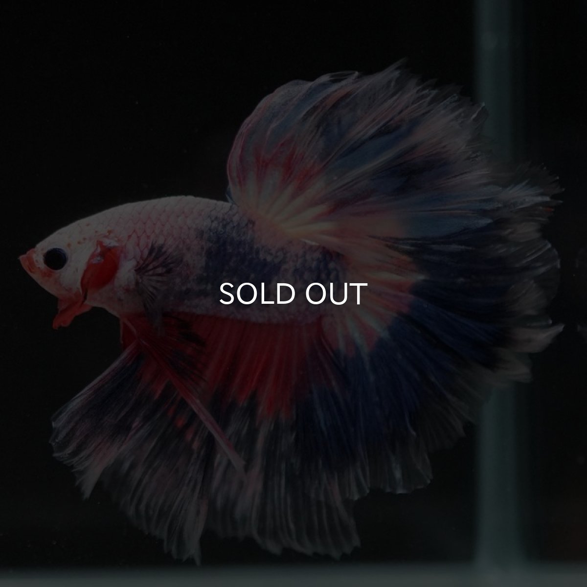 画像2: HM ファンシー フェザーテール (2)