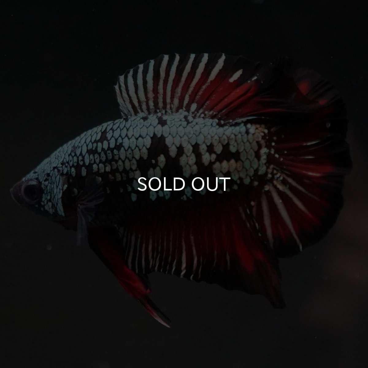 画像9: DTPK プラチナブラックレッドドラゴン (9)