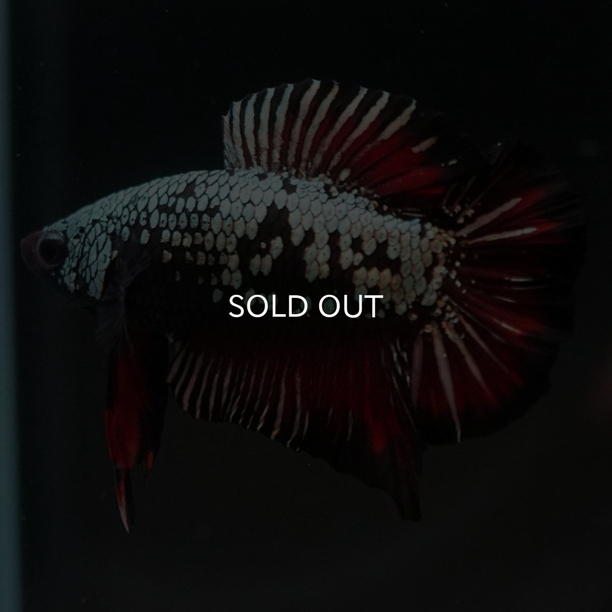 画像8: DTPK プラチナブラックレッドドラゴン (8)