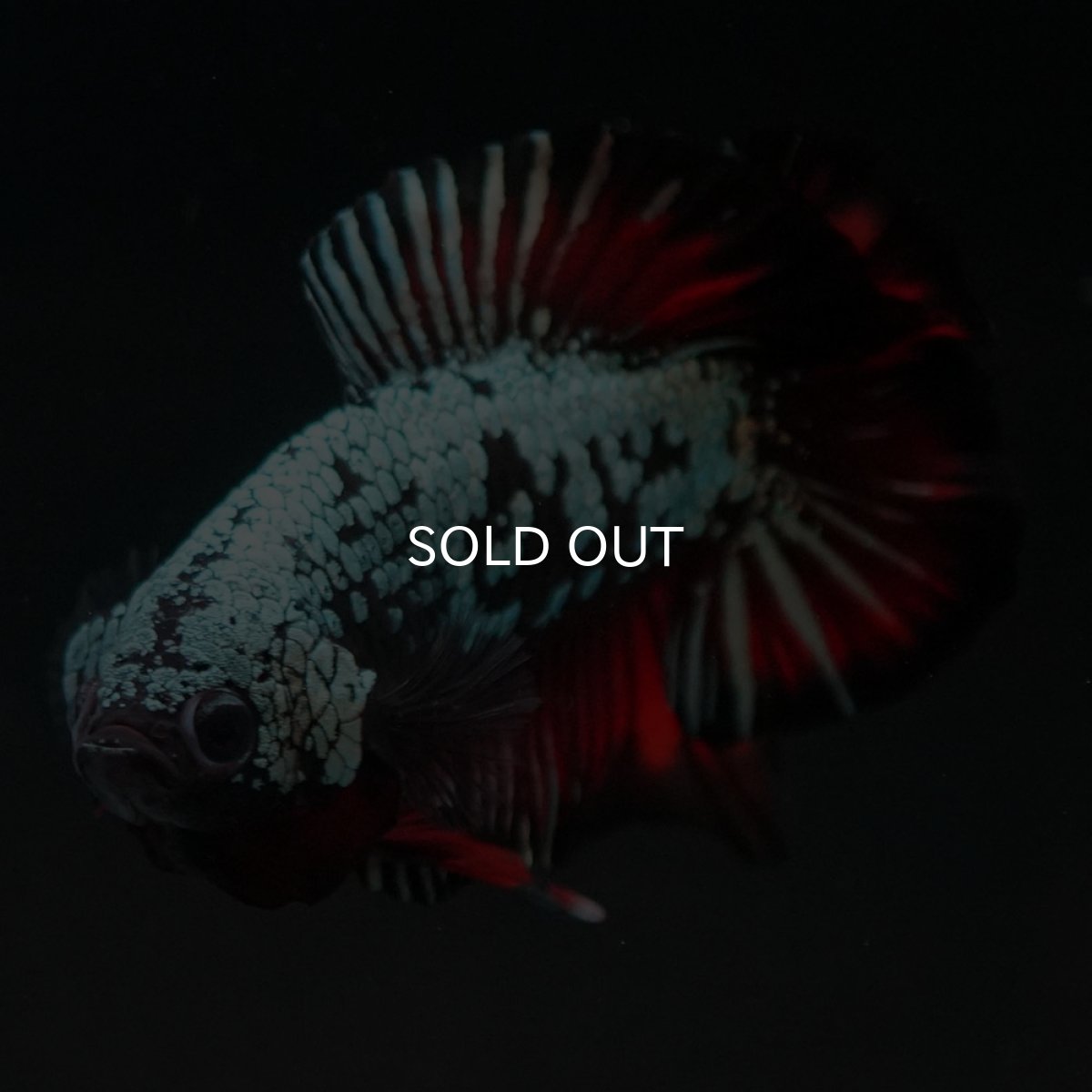 画像6: DTPK プラチナブラックレッドドラゴン (6)