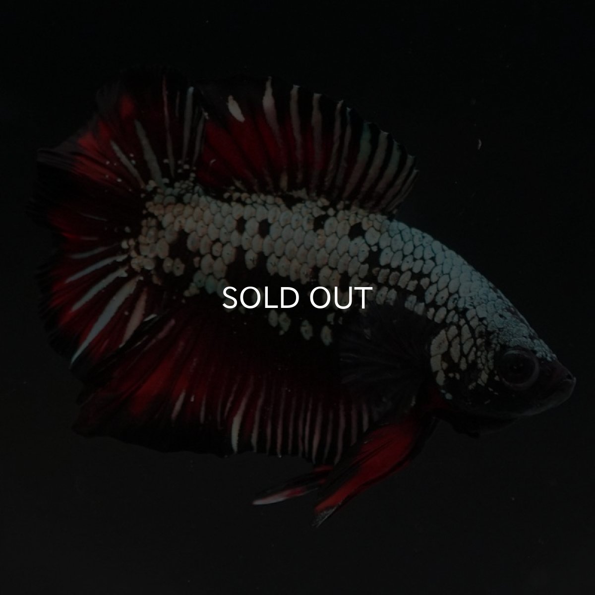 画像3: DTPK プラチナブラックレッドドラゴン (3)