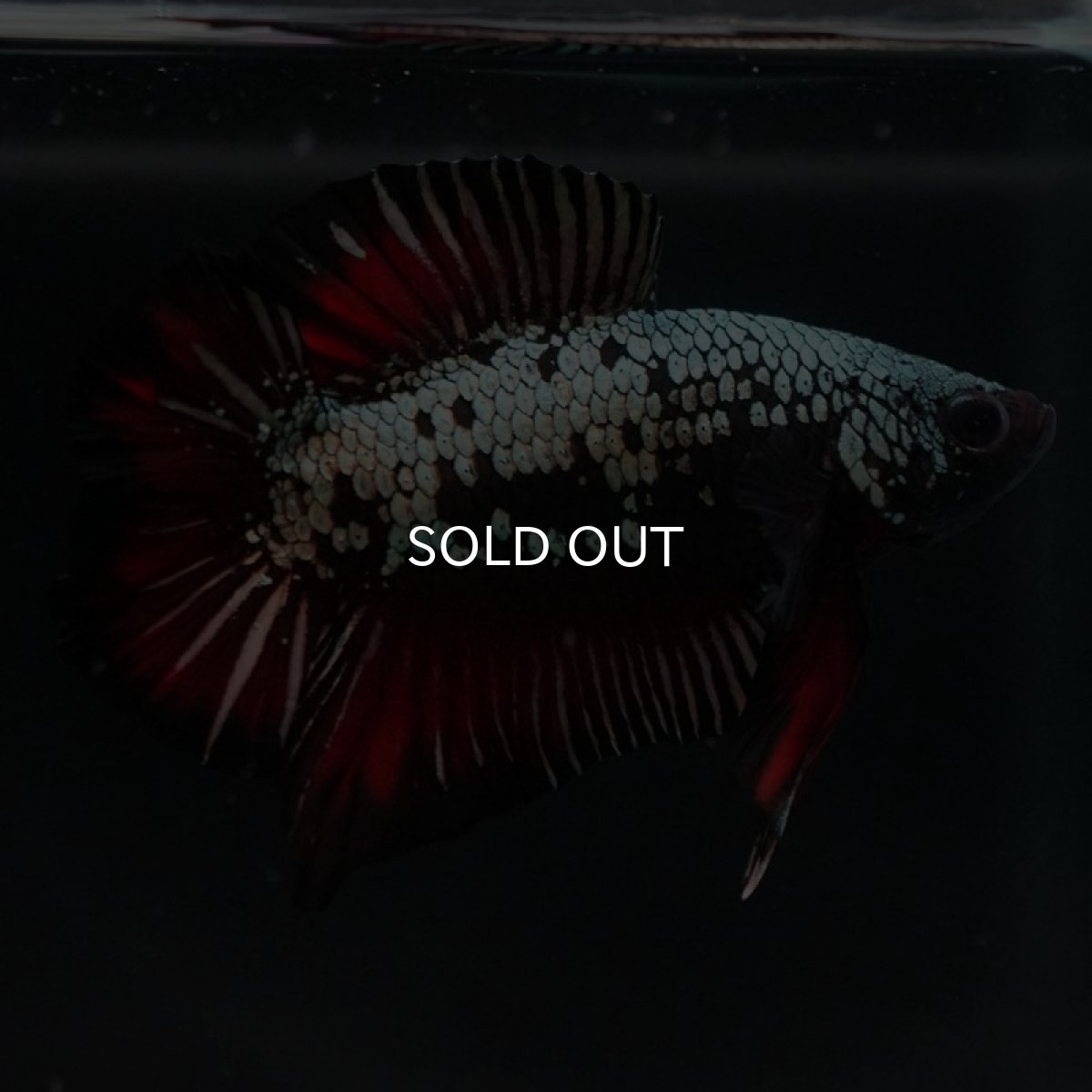 画像7: DTPK プラチナブラックレッドドラゴン (7)