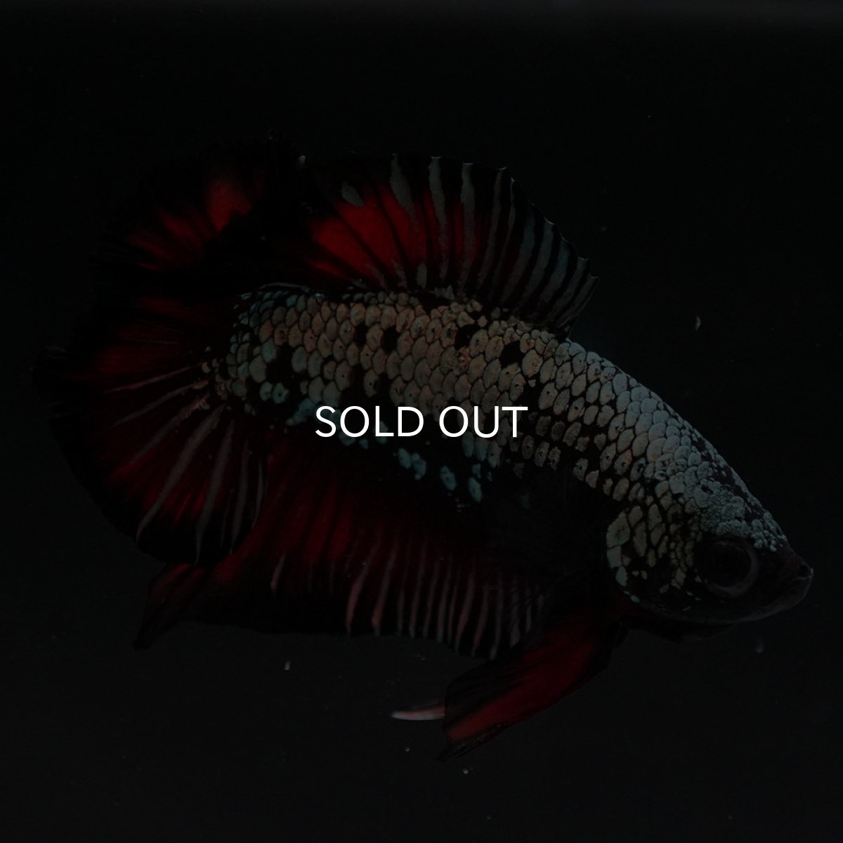 画像5: DTPK プラチナブラックレッドドラゴン (5)