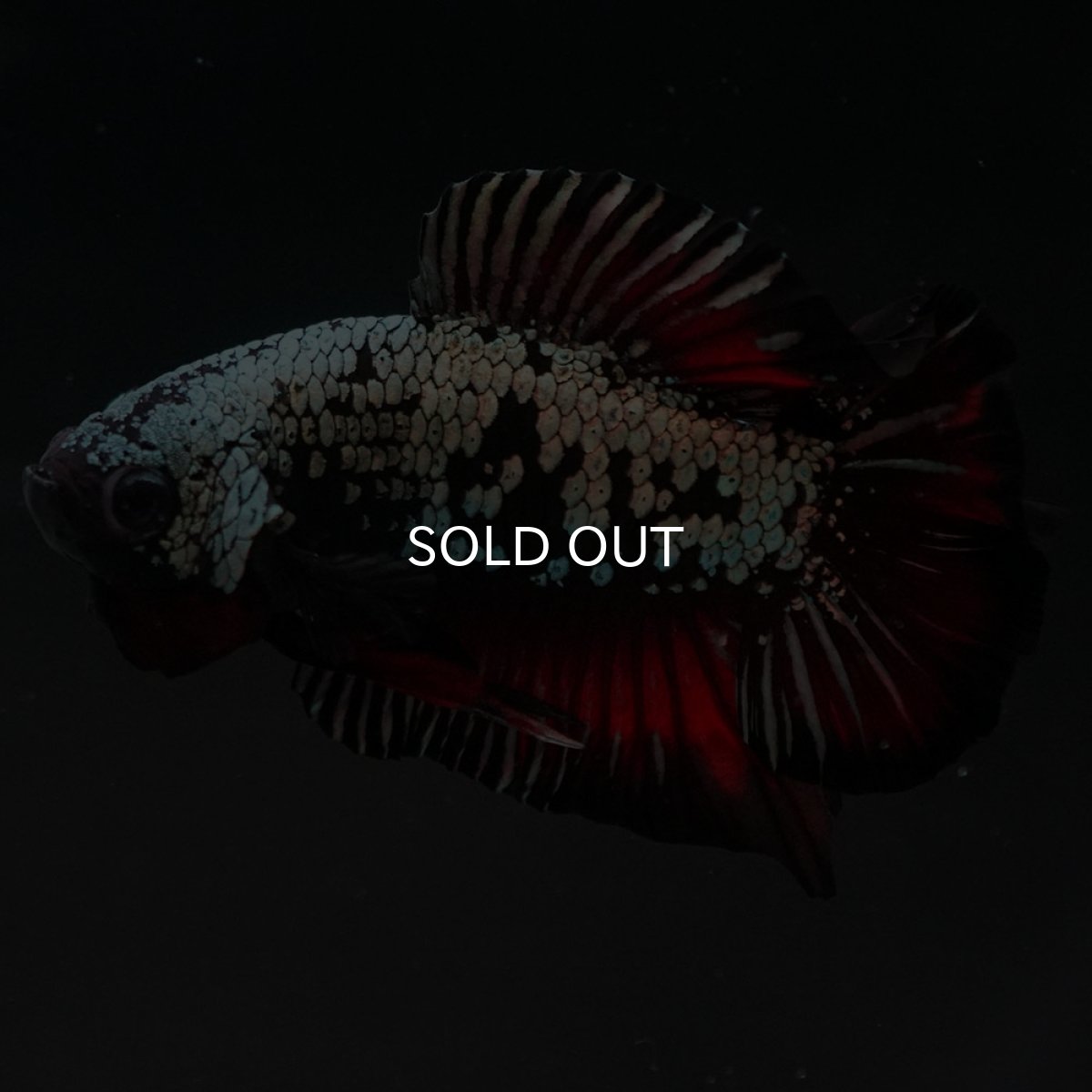 画像2: DTPK プラチナブラックレッドドラゴン (2)