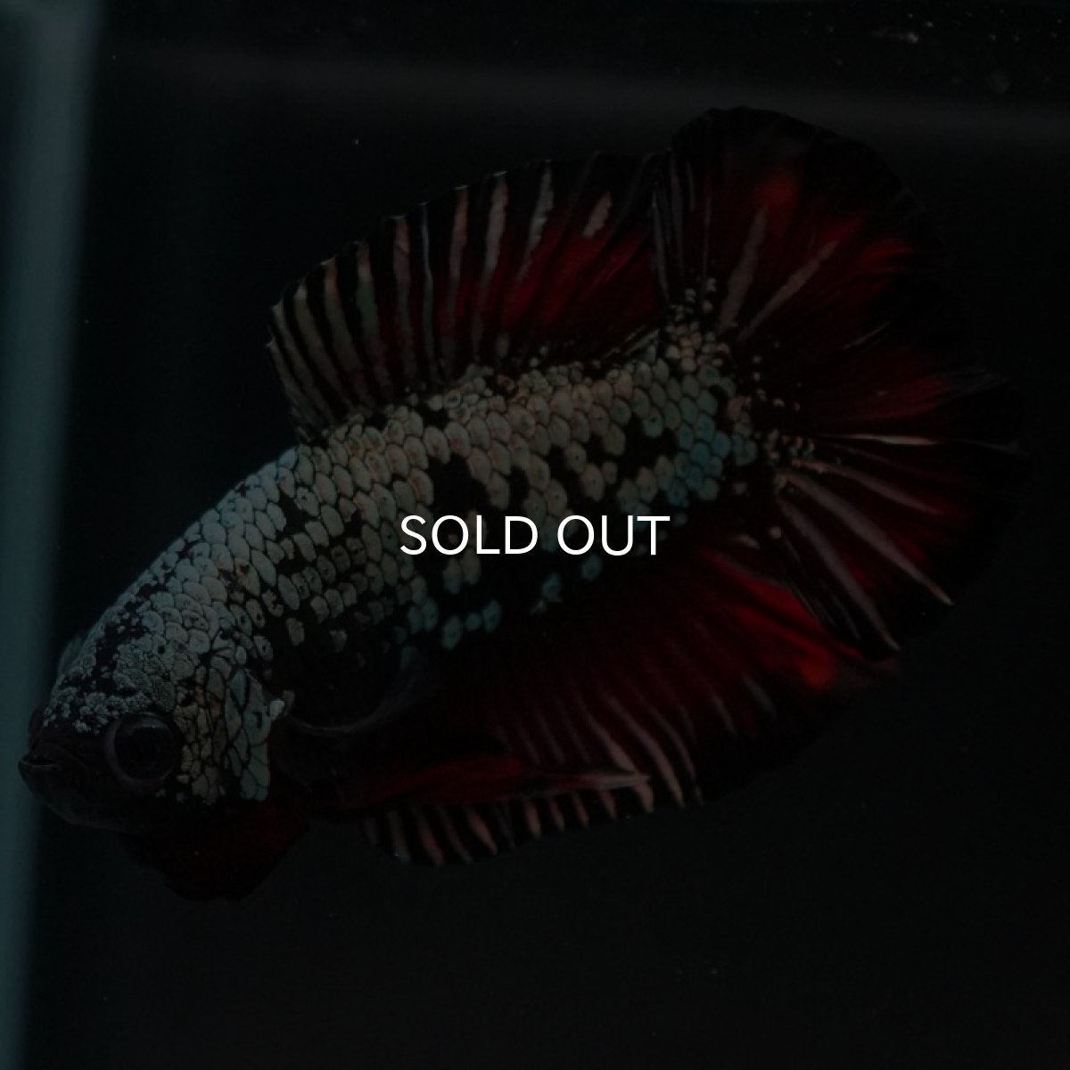 画像4: DTPK プラチナブラックレッドドラゴン (4)