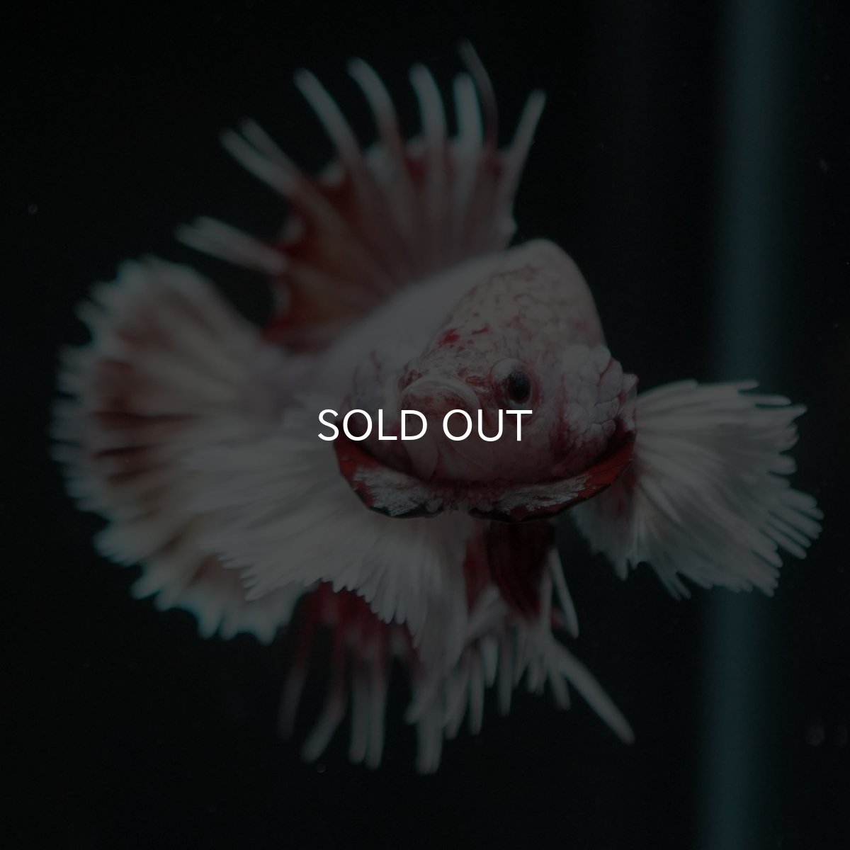 画像2: CTPK ファンシーレッド (2)