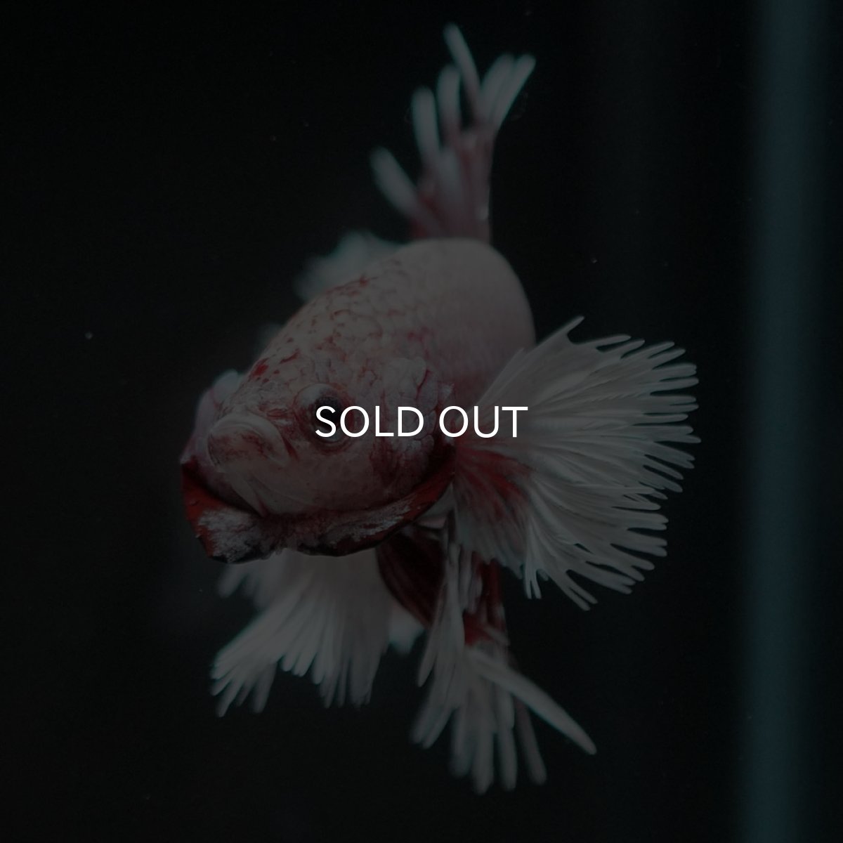 画像10: CTPK ファンシーレッド (10)