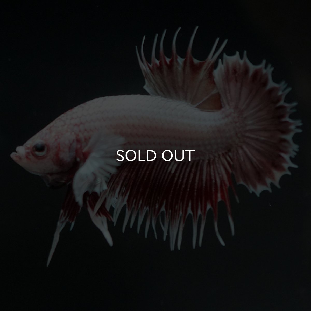 画像5: CTPK ファンシーレッド (5)