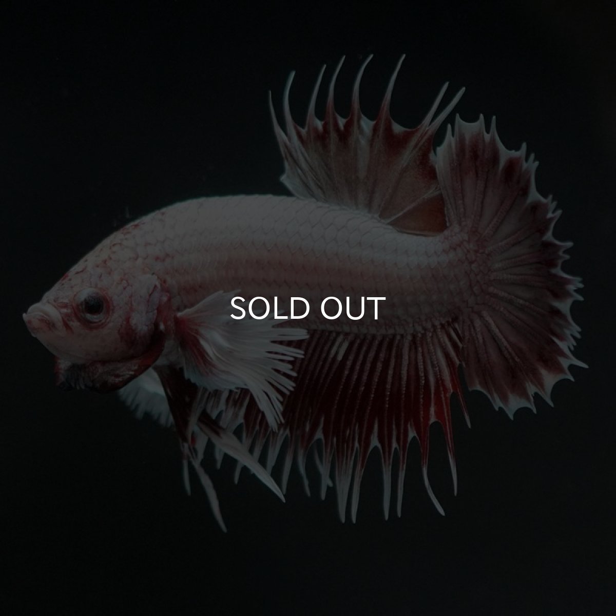 画像9: CTPK ファンシーレッド (9)