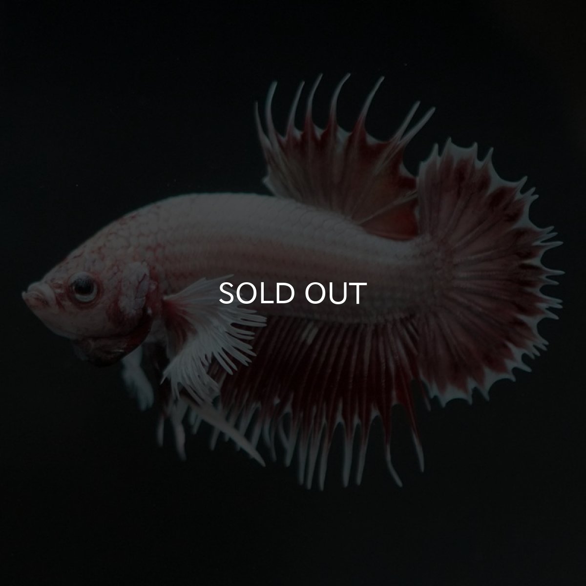 画像7: CTPK ファンシーレッド (7)