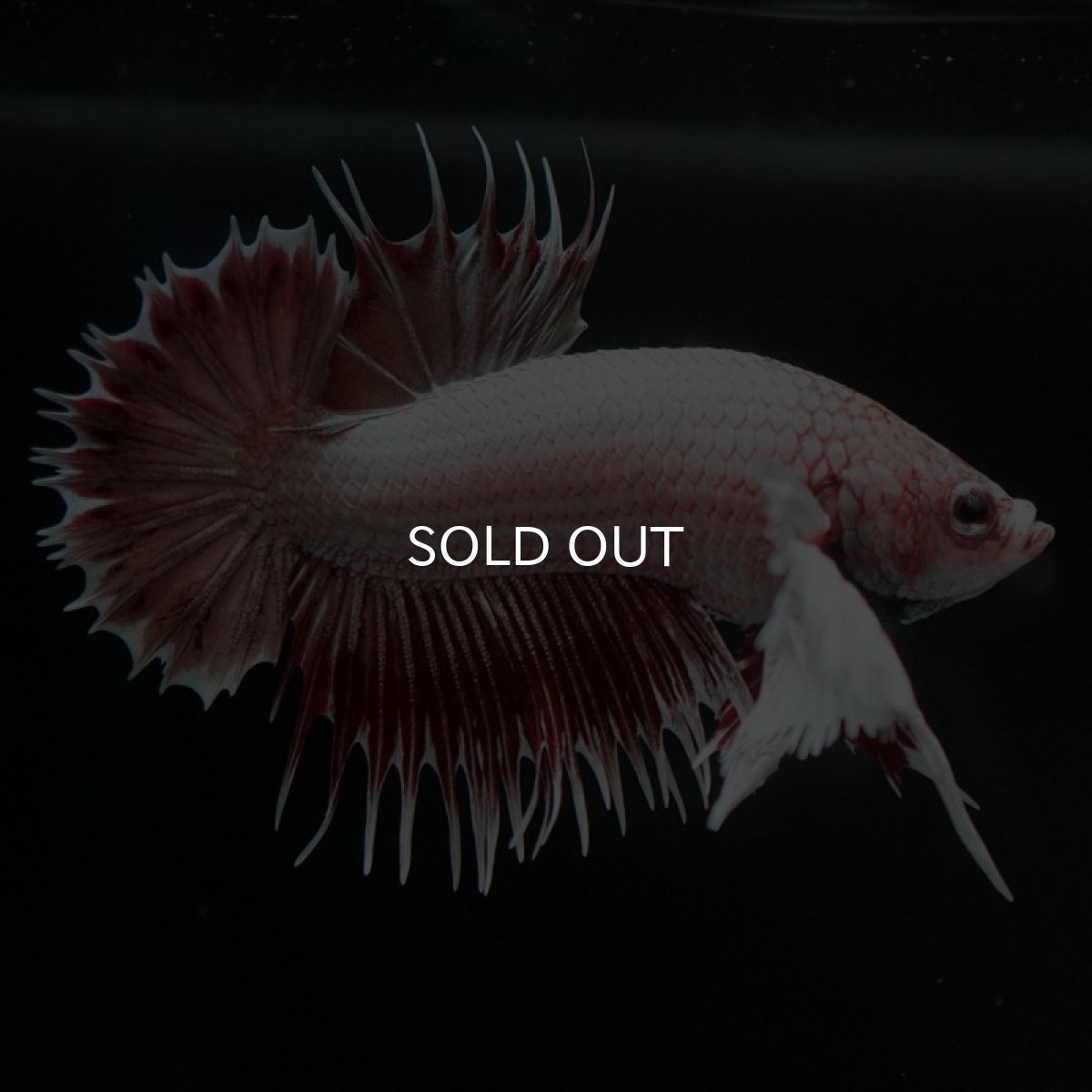 画像8: CTPK ファンシーレッド (8)